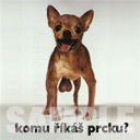 čivava komu říkáš prcku.jpg
